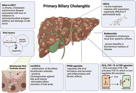 is primary biliary cholangitis autoimmune