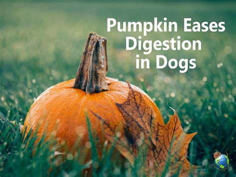 is pumpkin good for dogs with diarrhea