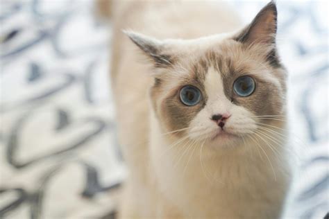 Is Ragdoll Coming Back