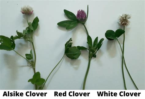 Is Red Clover Toxic