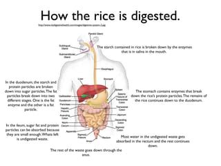 Is Rice Digested Easily