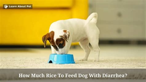 is rice good for dogs with diarrhea