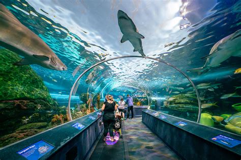is ripley's aquarium open