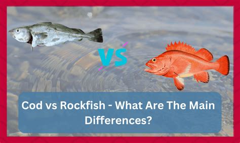 Is Rockfish Cod