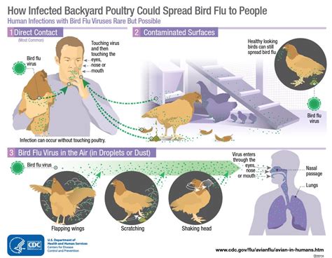 is rsv the bird flu