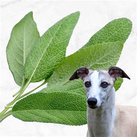 Is Sage Dog Friendly