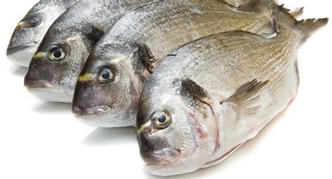 is sea bream a white fish