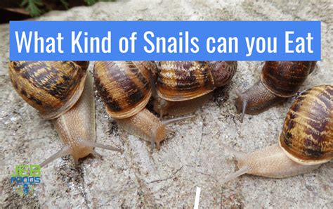 is sea snails good to eat