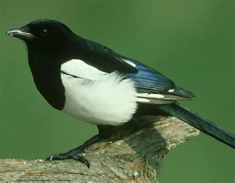 is seeing one magpie bad luck