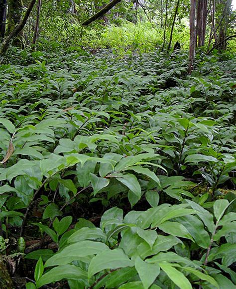 Is Shampoo Ginger Invasive
