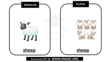 is sheep a plural word