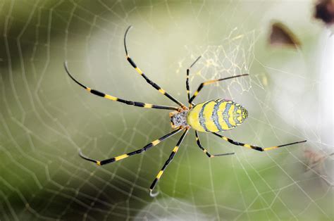 Is Silk Made From Spiders