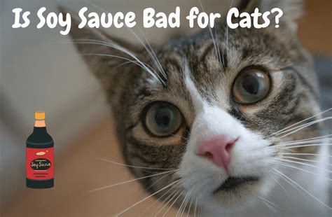 is soy sauce bad for cats