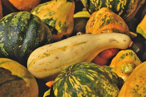 Is Squash a Fruit or a Vegetable? Uncover the Surprising Truth