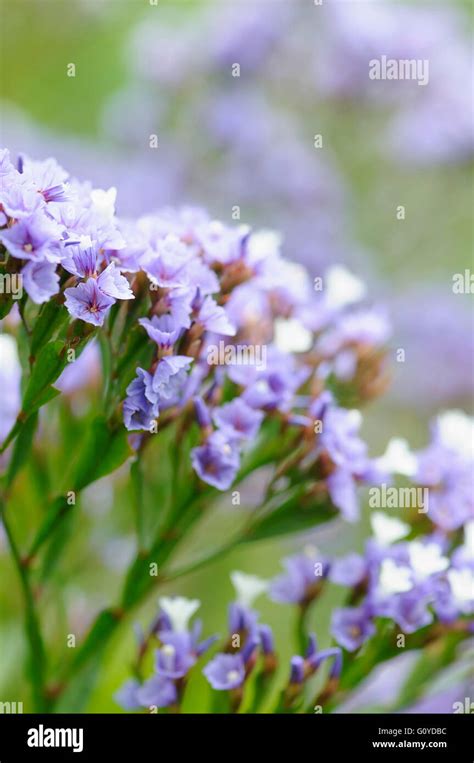 Is Statice Frost Hardy