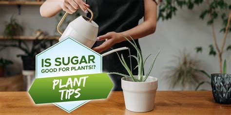 Is Sugar Water Good For Your Plants? Backyard Boss