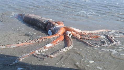 is the colossal squid real