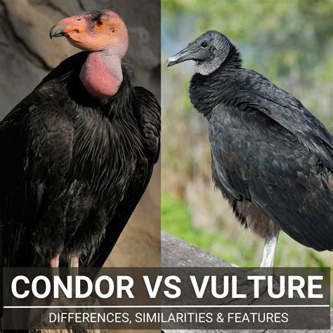 is the condor a vulture