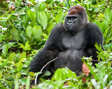 Is The Gorilla In Congo Real