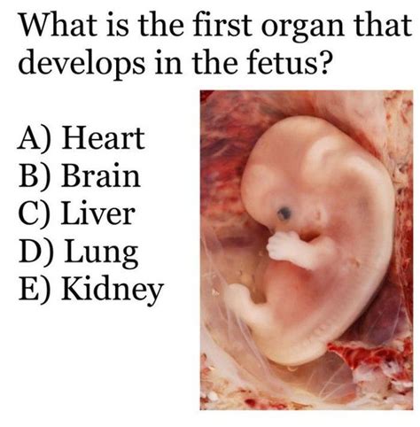 is the heart the first thing to develop in a fetus