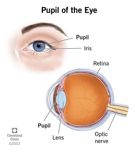is the iris a hole in your eye