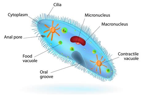 is the paramecium uni or multicellular