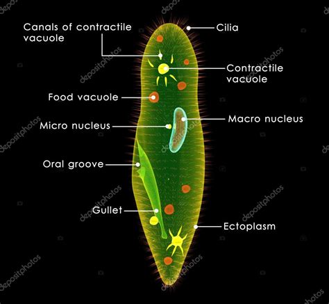 is the paramecium unicellular