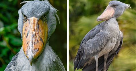 is the shoebill stork prehistoric