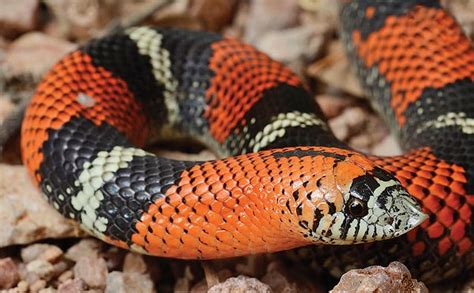 Is The Tricolor Hognose Snake The Next Big Thing?