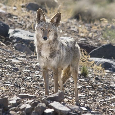 is there a bounty on coyotes in utah
