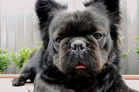 Free Is There A Long Haired French Bulldog For Long Hair