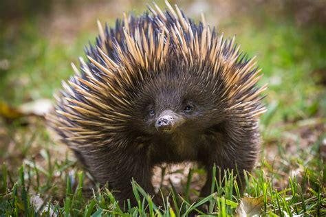 is there a mammal that lays eggs