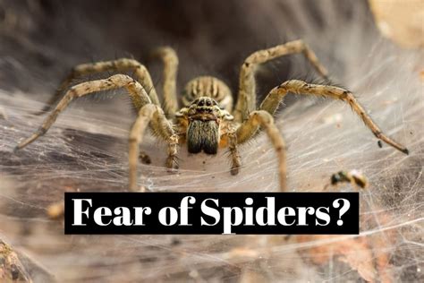 is there a phobia of spiders