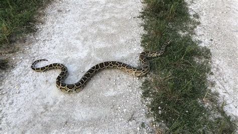 Is There A Python Season In Florida