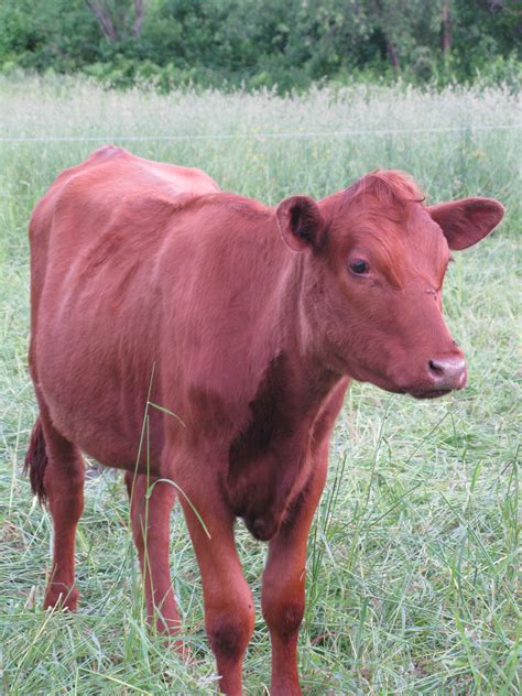 is there a red heifer now