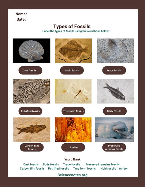 Is There An App To Identify Fossils