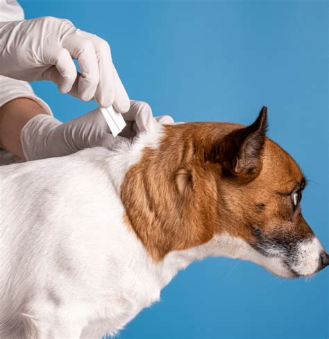Is There An Injection For Dogs To Prevent Fleas And Ticks
