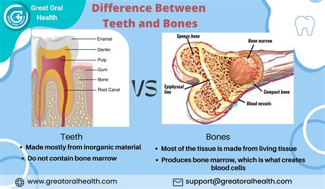 Is There Bone Between Your Teeth