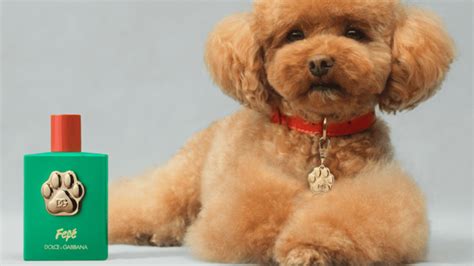 Is There Dog Perfume