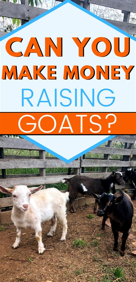 is there money in raising goats