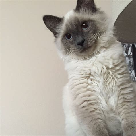 Unique Is There Such A Thing As A Long Haired Siamese Cat For Hair Ideas