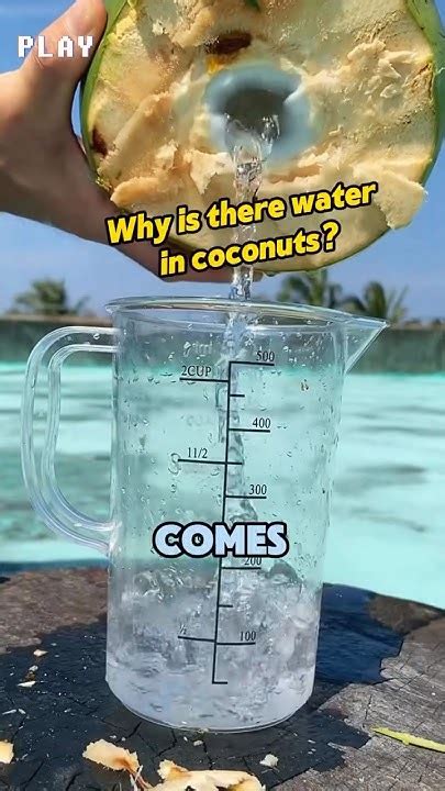 Is There Water In Coconuts