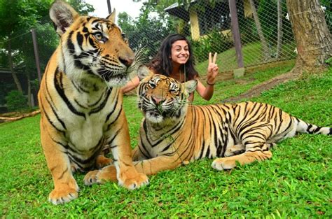 is tiger kingdom phuket ethical