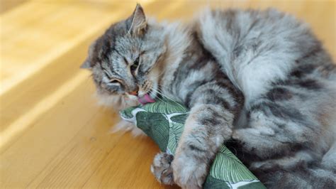 Is Too Much Catnip Bad For Your Cat