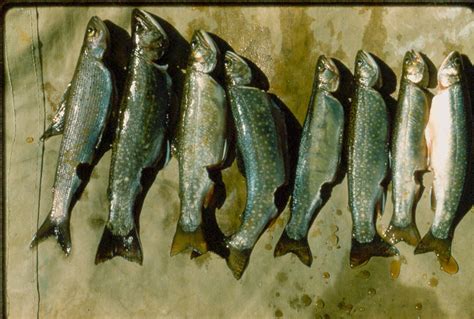 is trout a whitefish