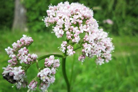 is valerian safe for dogs