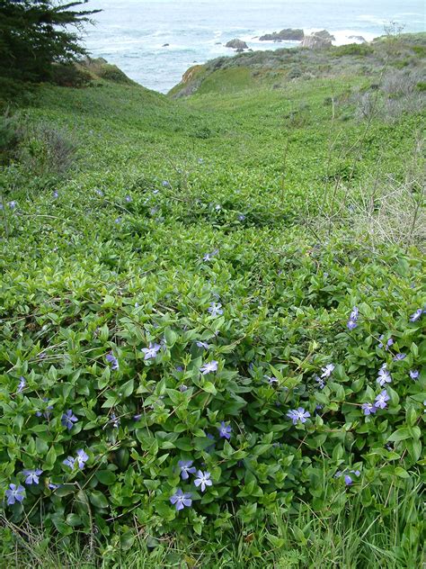 Is Vinca Invasive