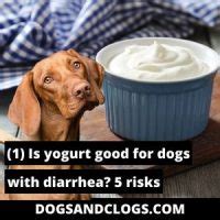 is yogurt good for dogs with diarrhea