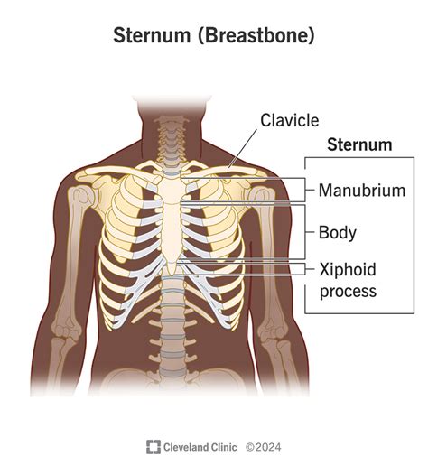 Is Your Sternum Flat