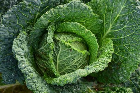 Cabbage Benefits, Side Effects Low Fodmap? Alkaline? Acidic pH?